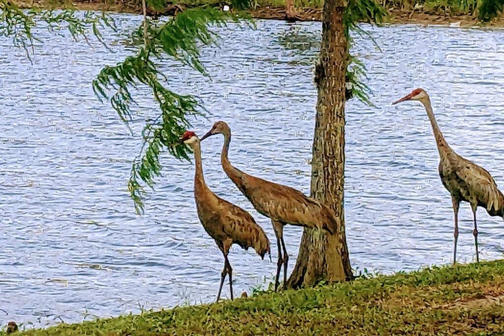 Port St. Lucie Port Saint Lucie A Little Piece Of Heaven- Peaceful Lake View Apartment- 1 Min From I95 And Turnpike מראה חיצוני תמונה